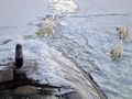 Ours polaires près du pôle Nord.jpg
