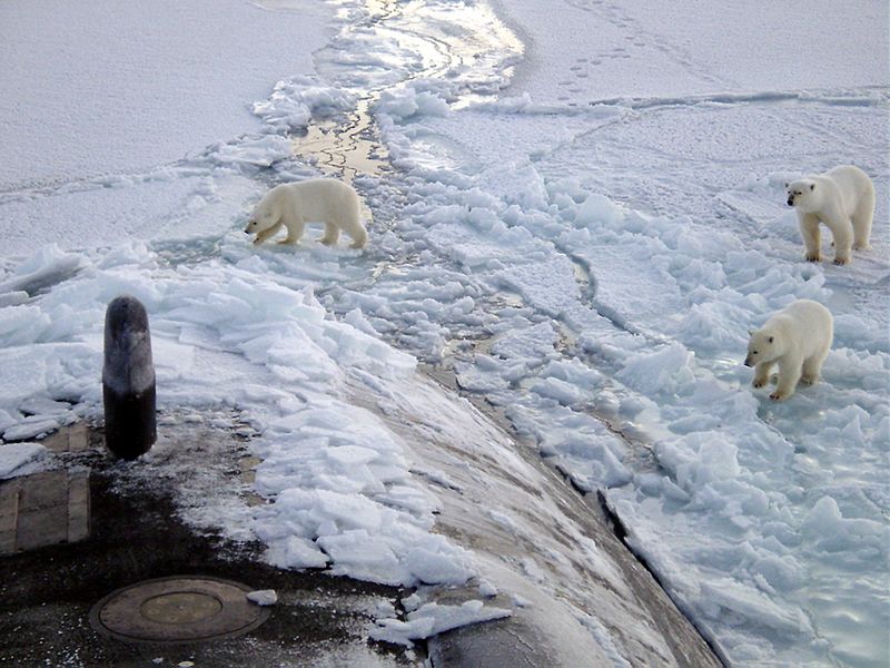 Fichier:Ours polaires près du pôle Nord.jpg