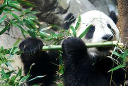 Giant Panda Tai Shan.JPG