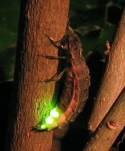 Un lampyre femelle, ou ver luisant