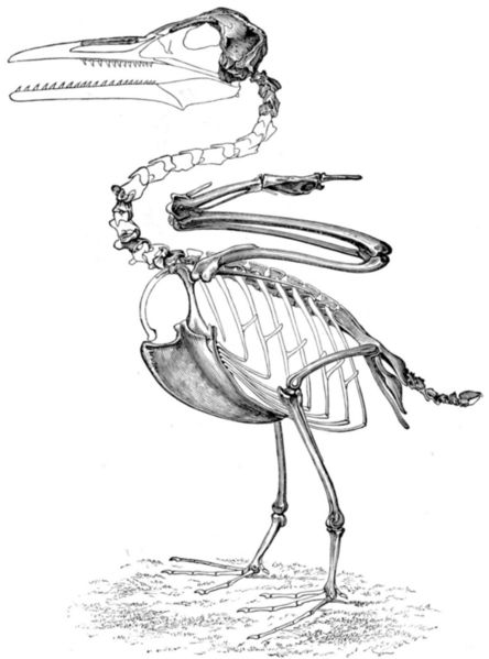 Fichier:Ichthyornis squelette.jpg