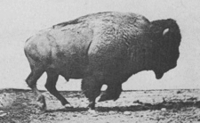 Pré-cinéma : image photographique séquentielle d'un bison au galop, 1887.