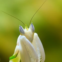 Une Mante-orchidée