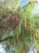 Rameau portant des fruits du faux-poivrier du Pérou (nom scientifique : Schinus molle), l'un des arbres qui produisent le poivre rose.