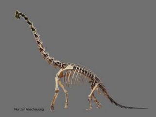 Squelette d'un brachiosaure trouvé en Tanzanie.