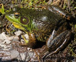 Une grenouille verte, au Québec