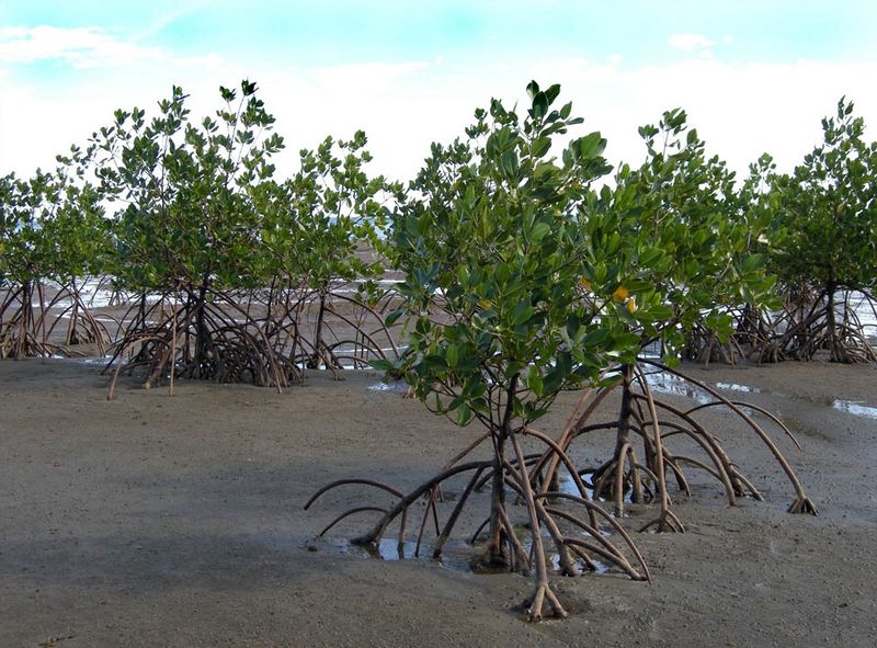 Fichier:Mangrove marée.jpg