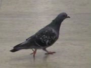 Un pigeon.JPG