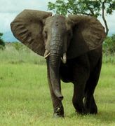 Éléphant de savane Africaine