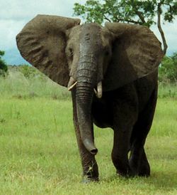 African Bush Elephant Mikumi cropped.jpg