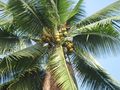 La plupart des famille mahoraises cultivent des cocotiers, mais ceux-ci sont principalement destinés à leur propre alimentation.