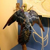 L'archéopteryx est le tout premier dinosaure à plume jamais découvert. Il a longtemps été considéré comme le plus ancien oiseau connu, mais des découvertes récentes montrent qu'il pourrait en fait appartenir à un autre groupe de dinosaures, cousins des oiseaux.