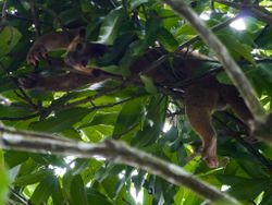 Un kinkajou, dans les arbres, au Costa Rica