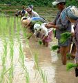 Repiquage du riz - Laos.jpg