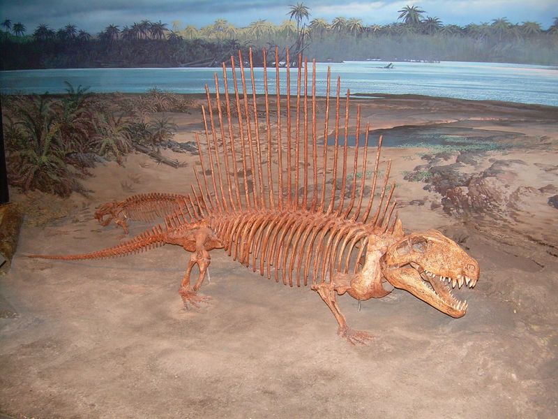 Fichier:Dimetrodon squelette.jpg