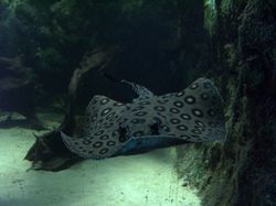 Une raie d'eau douce Potamotrygon motoro, dans un aquarium