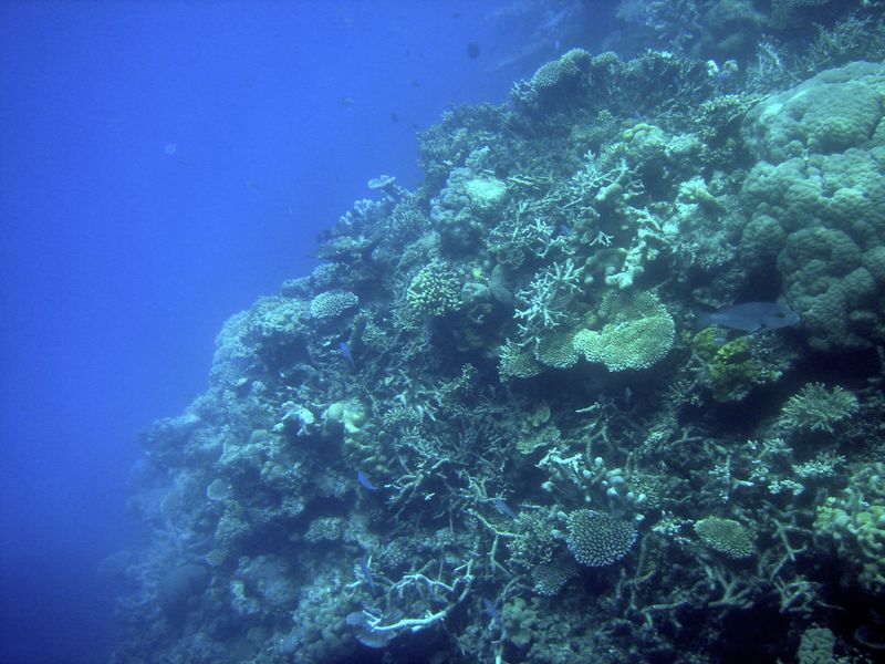 Fichier:Barrière de corail.jpg