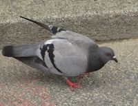 Un pigeon2.JPG