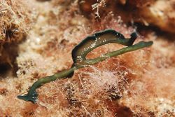 La trompe d'une bonellie dépassant des algues