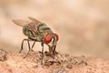 Les Diptères rassemblent les taons, les mouches, les moustiques et les espèces proches.