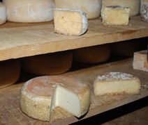L'Ossau-Iraty, un fromage pyrénéen à base de lait de brebis