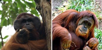 Orang-outan de Bornéo (à gauche) et Orang-outan de Sumatra (à droite).