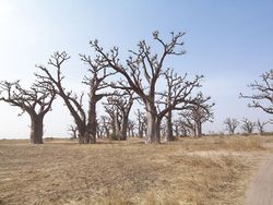 Baobabs- Saly Sénégal.jpg