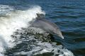 Les dauphins adorent faire la course avec les navires. Ils sont capables de nager à plus de 60 km/h !