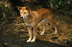 Le dingo, premier mammifère placentaire introduit par l'homme en Australie