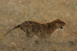 Serengeti Lion Running saturated.jpg