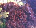 Une algue rouge : Chondrus crispus