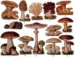 Edible Fungi.jpg