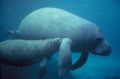 La Catégorie:Image sirénien rassemble des images sur les lamantins et les dugongs
