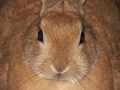 File-Domestic-rabbit-Leo-front-0a.jpg