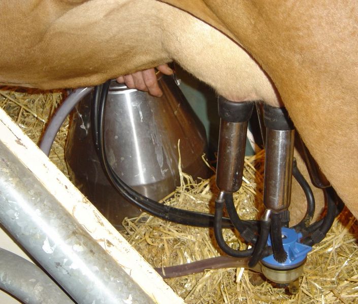 Fichier:Cow milking machine in action.jpg