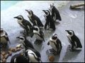 Pingouinmadrid.jpg
