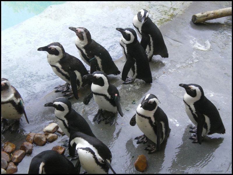 Fichier:Pingouinmadrid.jpg