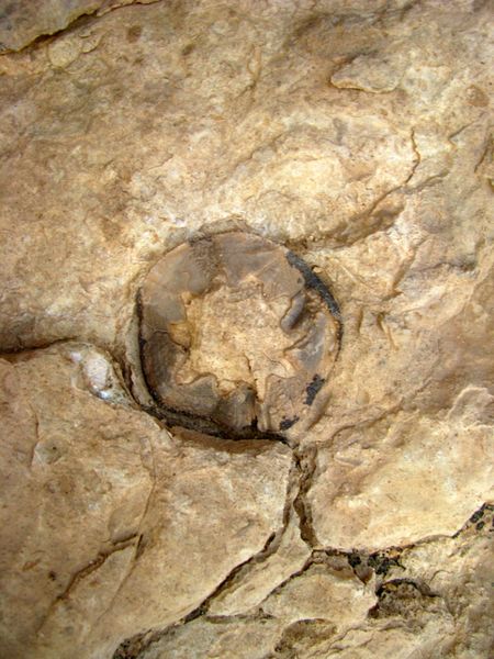 Fichier:Fossile oursin.jpg