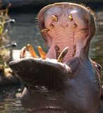 Bouche d'un hippopotame.jpg