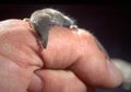 Le pachyure étrusque est le plus petit mammifère du monde