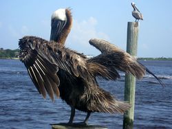 Brown-Pelican-Ponce-Inlet-FL.jpg