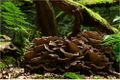 Ces champignons poussent sur le bois mort dont ils se nourrissent : pour fabriquer leur propre matière, ils utilisent la matière organique de l'arbre (un autre être vivant), même si celui-ci est mort depuis longtemps.