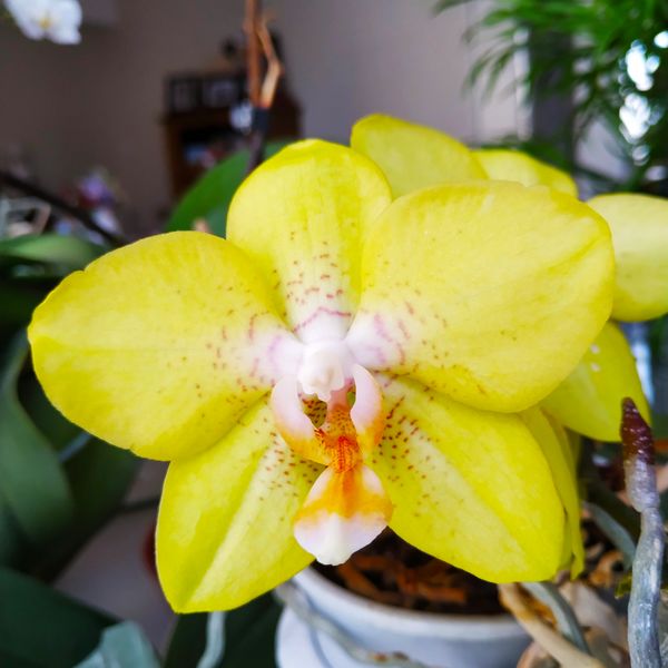 Fichier:Orchidée jaune.jpeg