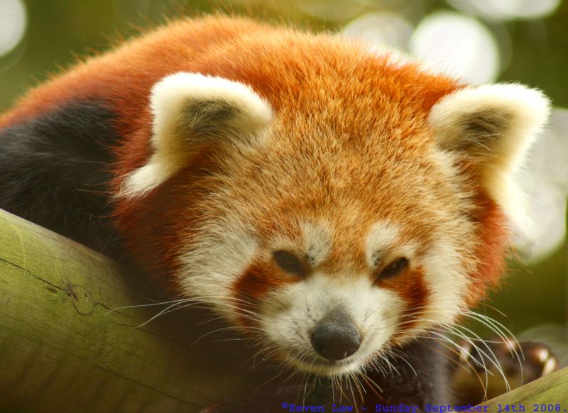 Fichier:Panda roux.jpg
