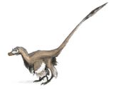 Le vélociraptor était un petit dinosaure carnivore, d'environ 1,50 m de long (50 cm de haut), qui vivait également en Asie et chassait les protocératops. Il faisait partie d'un groupe de dinosaures dont le corps était recouvert de plumes.