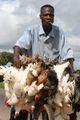 Burkina Faso - transport of chickens.jpg