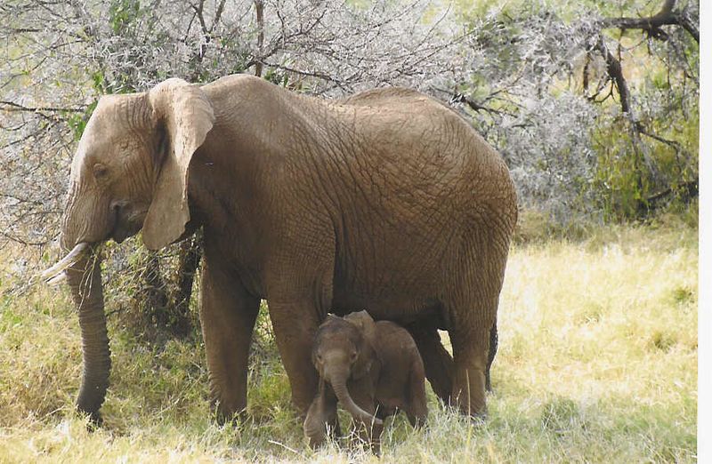 Fichier:Éléphant d'Afrique femelle et son éléphanteau - Kenya.jpg
