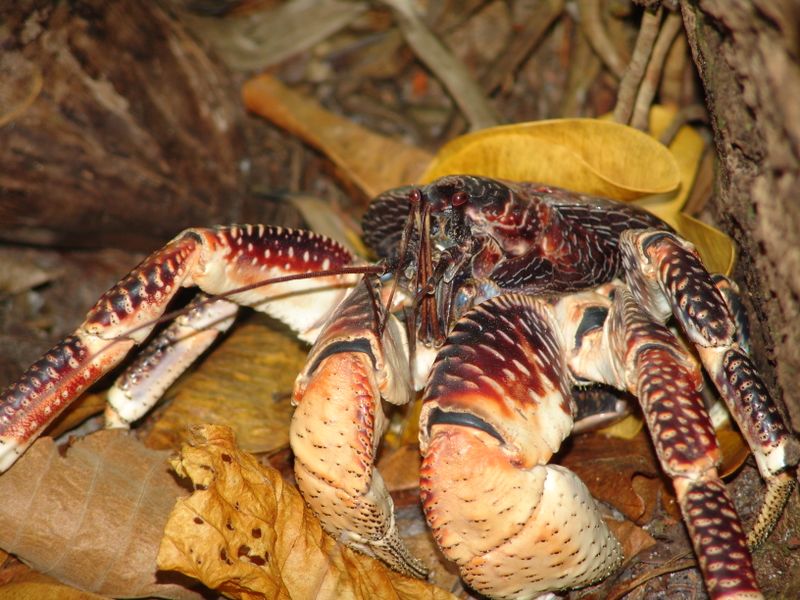 Fichier:Crabe des cocotiers.jpg