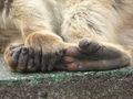 Les main et les pieds d'un macaque. Comme tous les primates, les singes ont des mains qui leur permettent de saisir des choses.