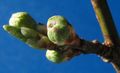 Prunus-buds-1.jpg